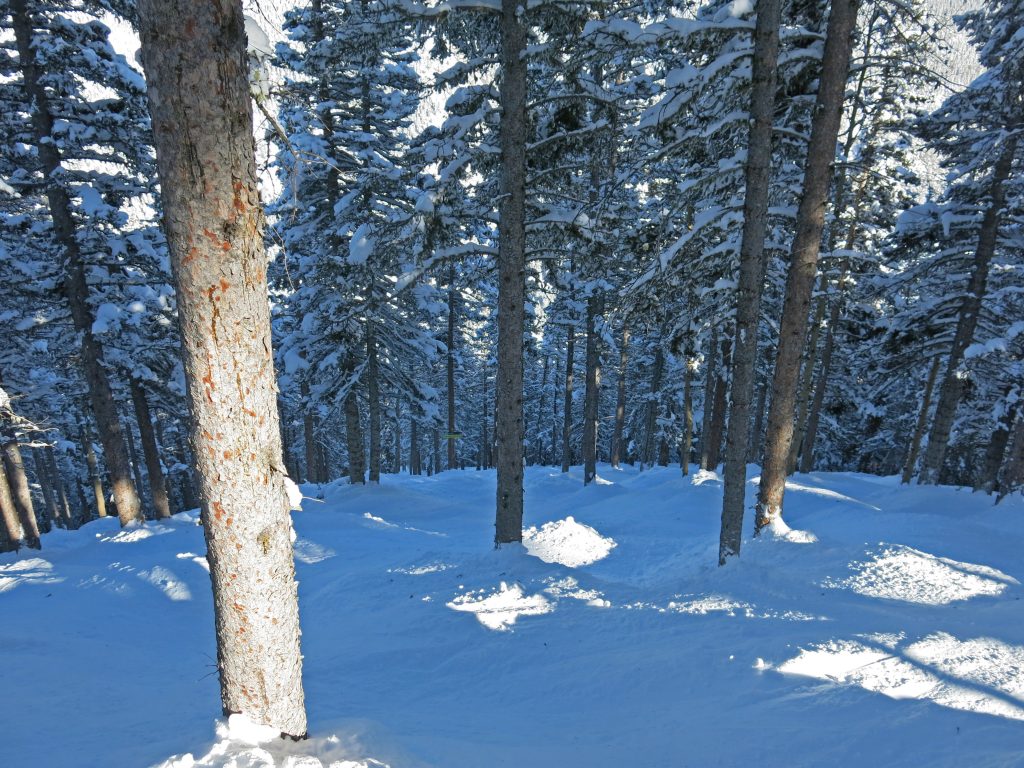 North American at Taos, January 2015