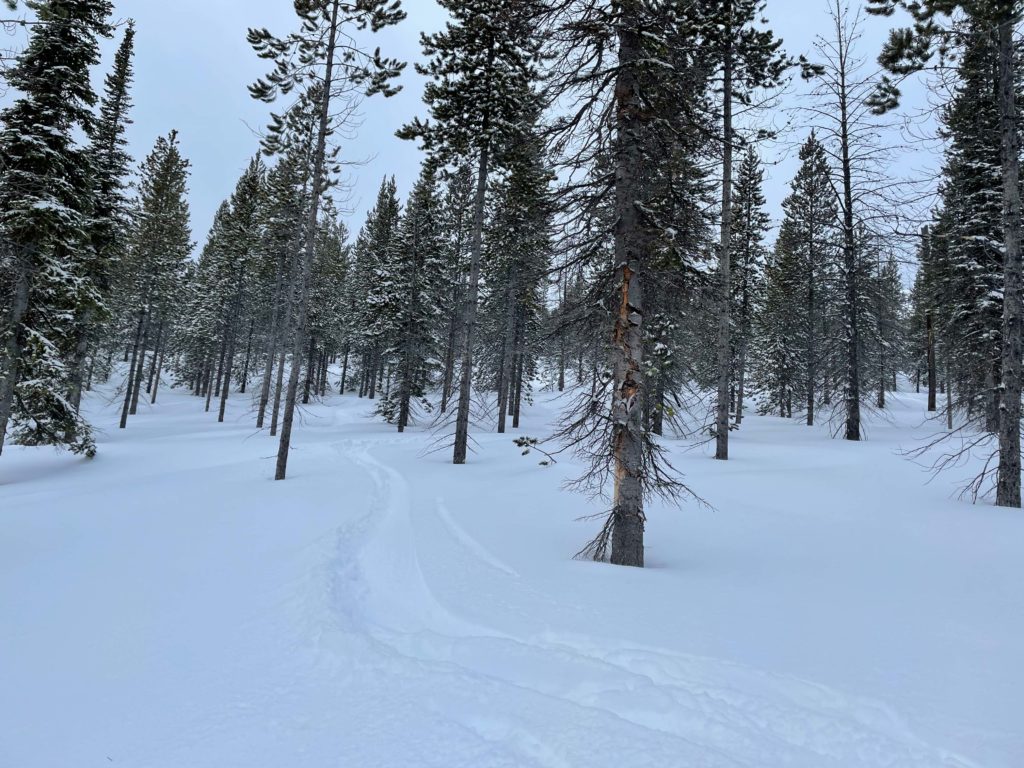 Trees to ski at Lost Trail Powder Mountain - January 2022