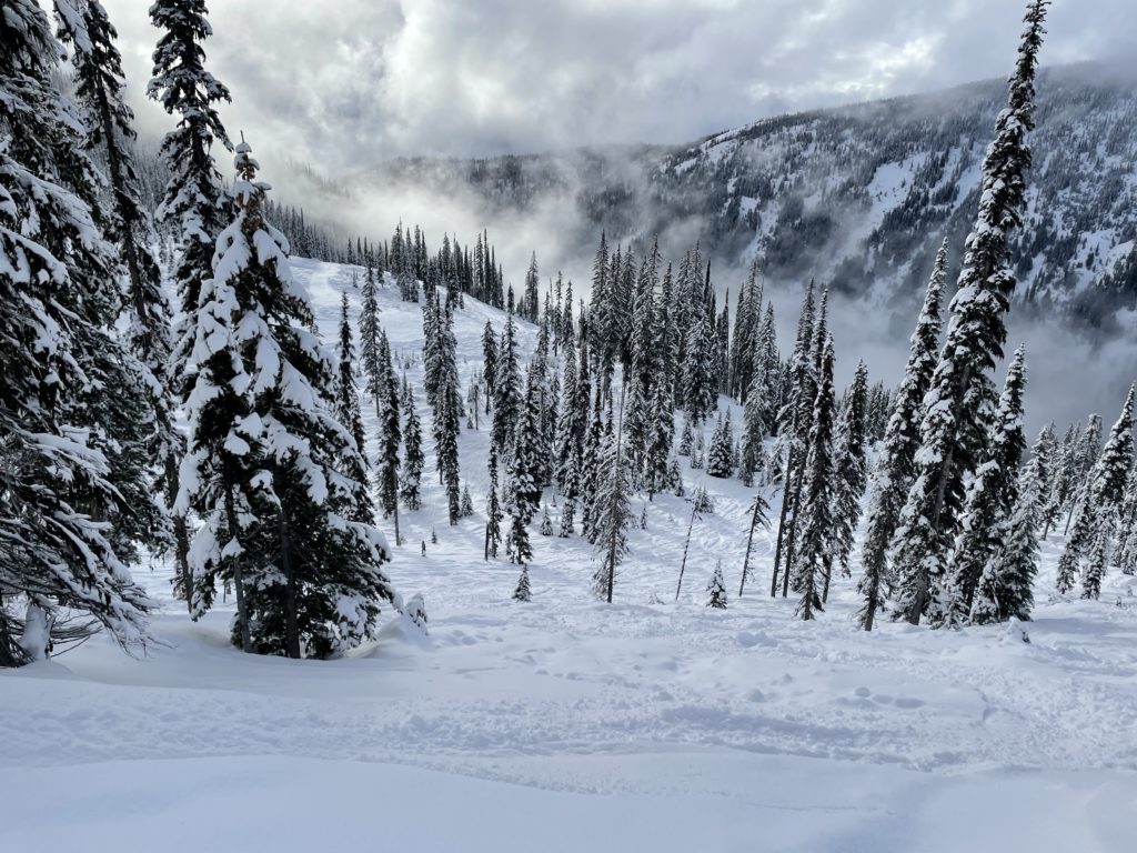 Very skiable trees at Whitewater, BC - January 2023