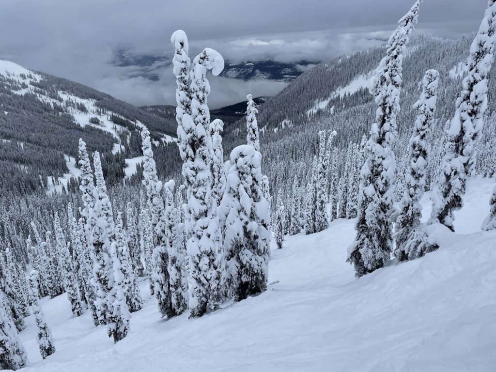 Gladed terrain at Red Mountain Resort, January 2023