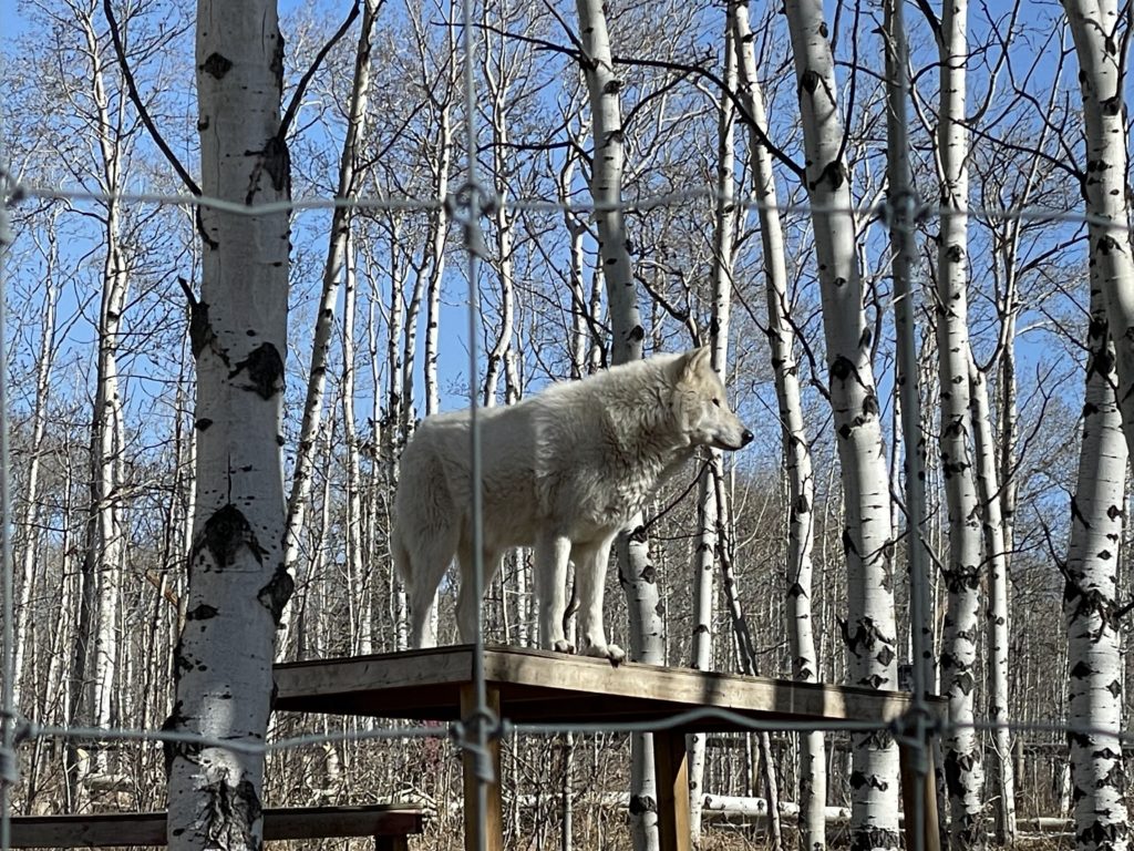 Yamnuska Wolfdog Sanctuary, March 2024