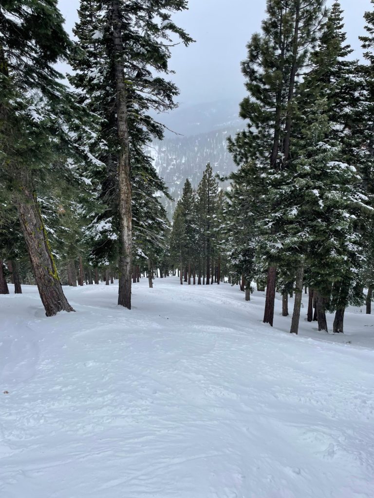Nicely spaced trees off the Crystal Express at Diamond Peak, March 2024