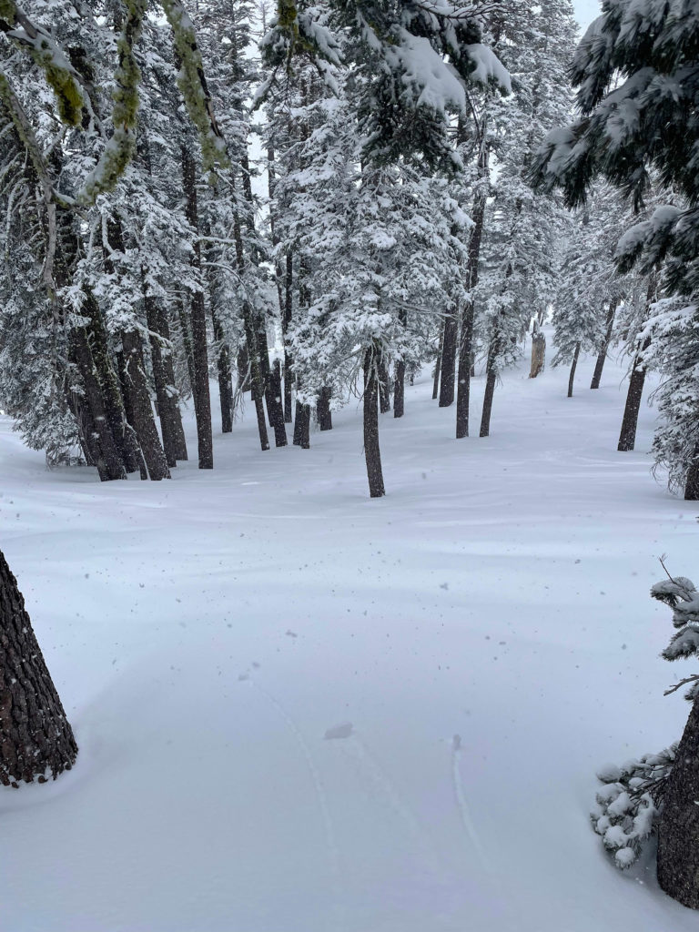 Tree skiing at Bear Valley, March 2025