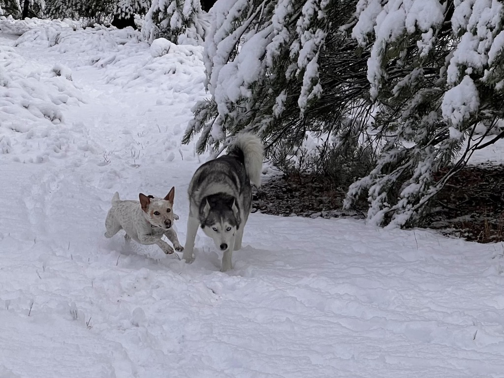 Ariel and Rosie enjoying the first snow of the season on Oct 15, 2025